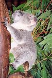 02 Koala, i en wild life park naer Sydney - 260199